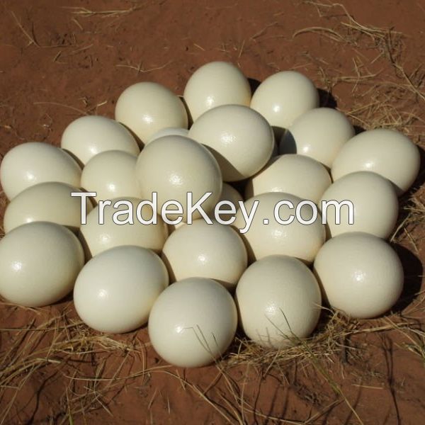 Fresh and Fertile Ostrich Egg