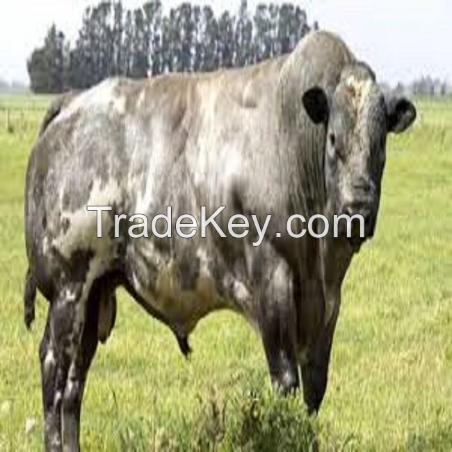 Livestock Fattening Beef Bulls/Hereford /Charolais /Limousin /Belgian Blue