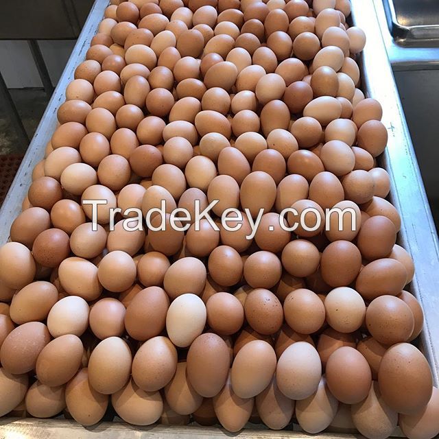Fresh Chicken Table Eggs & Fertilized Hatching Eggs,