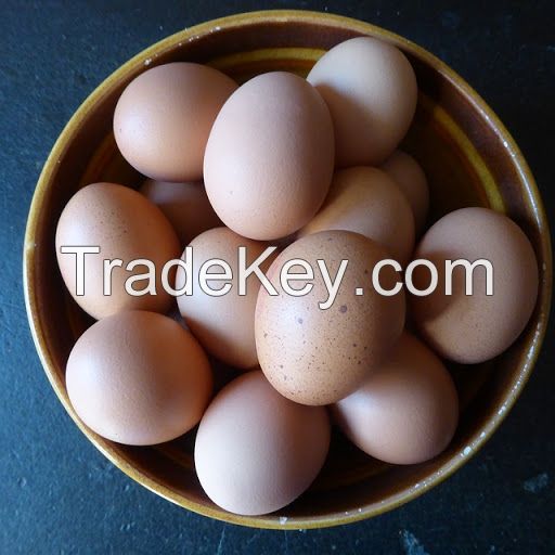 Fresh Chicken Table Eggs & Fertilized Hatching Eggs,