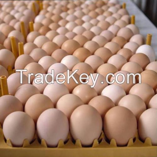 Brown and White Shell Chicken Eggs