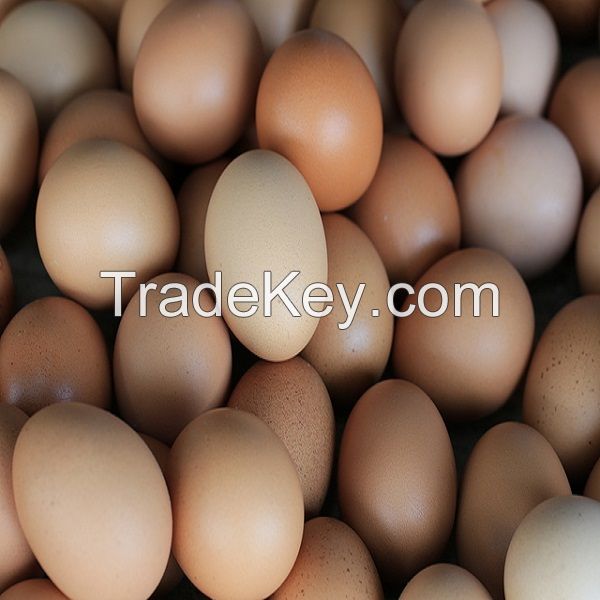 Broiler hatching eggs Ross 308 and Cobb 500