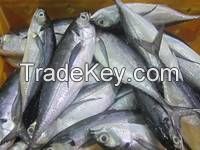 FROZEN MACKEREL, ATLANTIC (Scomber Scombrus) SEA FOOD FISH