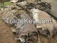 Dry and Wet Salted Donkey Hide / Horse Hides / Wet Cow Hides