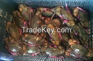 Live Blood Clams, Mud Crabs, Lobster, Coconut Crabs, Giant Crabs, Seafood
