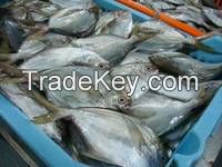 Frozen Butterfish in Fresh Seafood (POMPANO) 80-100g, Tilapia Fish