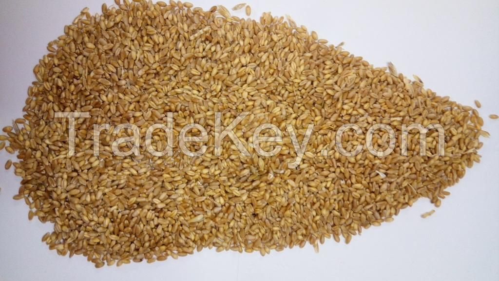 ASW AUSTRALIA WHEAT