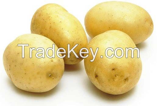 Potatoes for wholesale and Chips industry