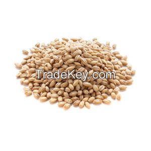 Pearl barley