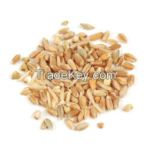 Barley groats