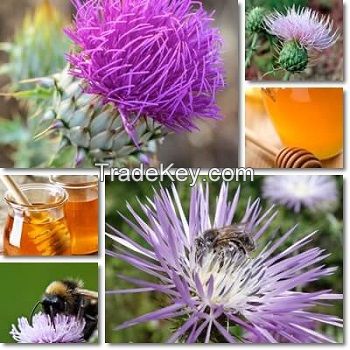 100% Natural Pure Thistle Honey from Bulgaria Ecological Regions High Quality