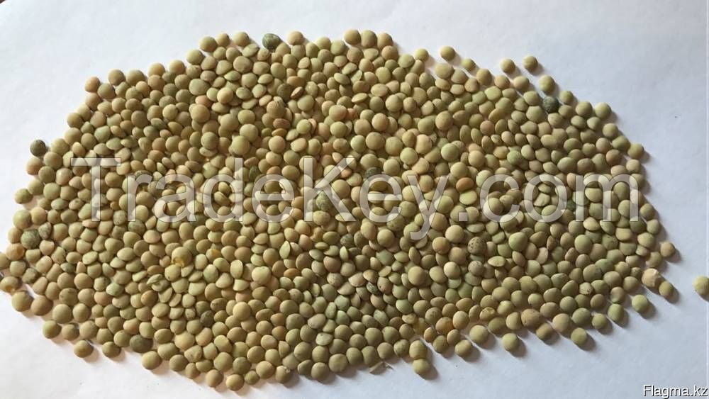 green ore reg lentiles from Kazakhstan & Russia