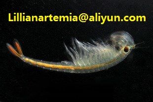 artemia cysts fish feed high hatching rate