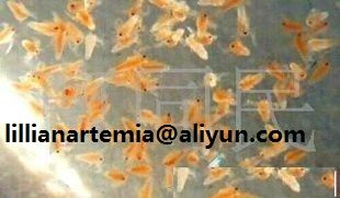 artemia cysts fish feed high hatching rate