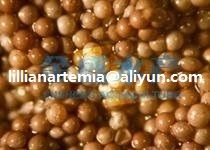 Pet Fish Manufacturer Supply Food DriedÂ Artemia Cysts