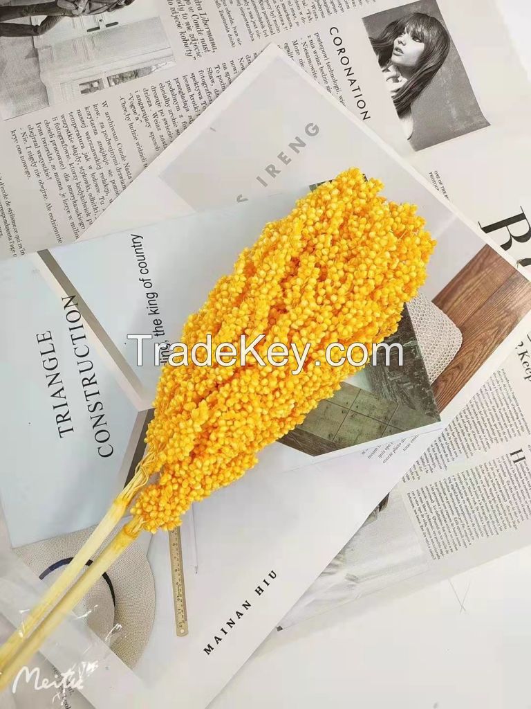Premium Quality Fresh Flower Decorative Dried Sorghum for Exporting