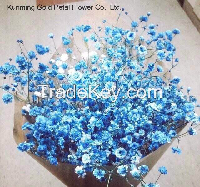 Factory Direct Supply Dried Flower Gypsophila for Wedding Home Decoration