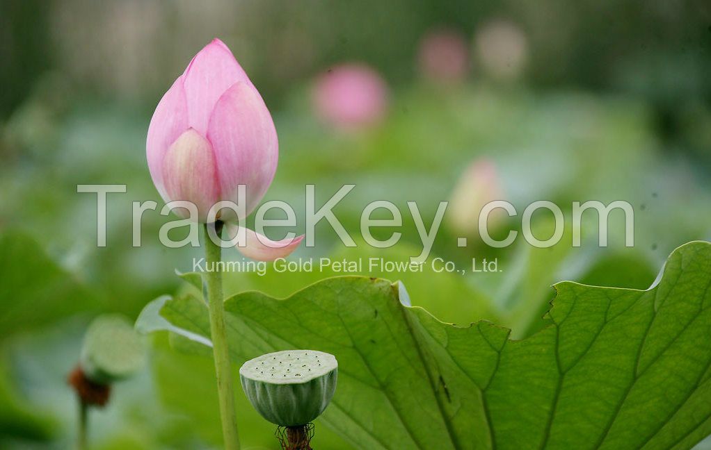 Wholesale Decoration High Quality Fresh Cut Flowers Water Lily