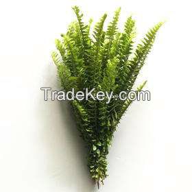 Pretty Decorative Fresh Cut Leaves Nephrolepis