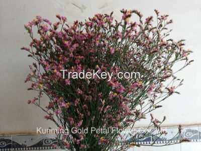 Salable High Quality Fresh Cut Flower Limonium for Wholesale and Decoration