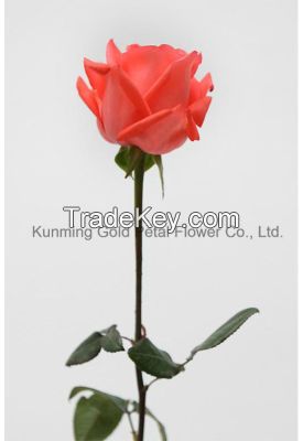 Superior Quality Fresh Cut Flowers Pink Star Rose