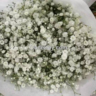 High Quality Fresh Cut Flower Natural Gypsophila