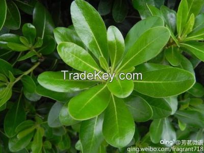 Green Plants Decooration Fresh Cut Leaves Pittosporum