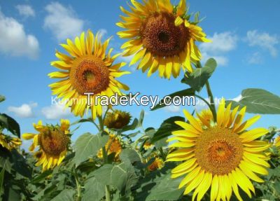 Superior Floral Fresh Cut Flowers Sun Flowers