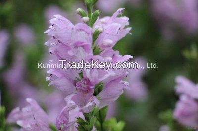 Wholsale Top Quality Fresh Cut Flower Violet Flowers for Wedding