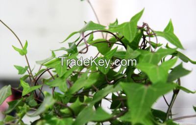 Salable Plants Fresh Cut Leaves Hedera for Decoration