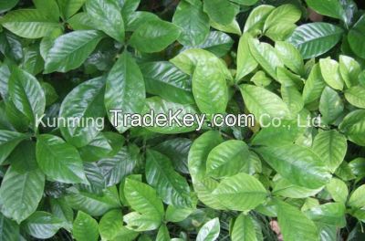 Plants High Quality Fresh Cut Leaves Gardenia