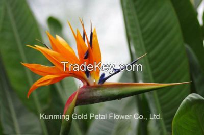 Natuaral Popular Fresh Cut Flowers Bird of Paradise