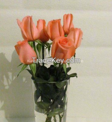 Superior Quality Fresh Cut Flowers Pink Star Rose