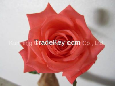Superior Quality Fresh Cut Flowers Pink Star Rose