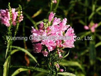 Wholsale Top Quality Fresh Cut Flower Violet Flowers for Wedding