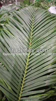 Fresh Cut Leaves Chrysalidocarpus