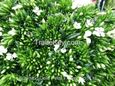 Superior Quality Wholsales Fresh Cut Flowers White Sweet William For Decoration