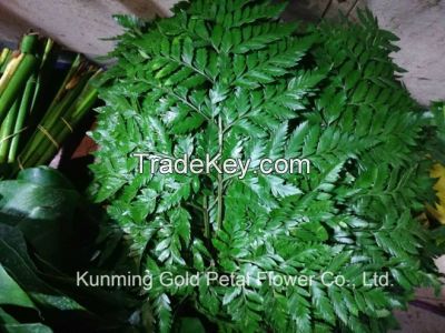 Fresh Cut Leaves Green Plants Rumohra
