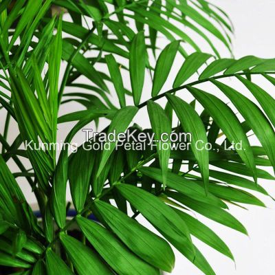 Fresh Cut Leaves Chrysalidocarpus