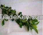 Plants High Quality Fresh Cut Leaves Gardenia