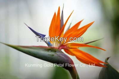 Natuaral Popular Fresh Cut Flowers Bird of Paradise