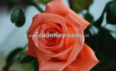 Superior Quality Fresh Cut Flowers Pink Star Rose