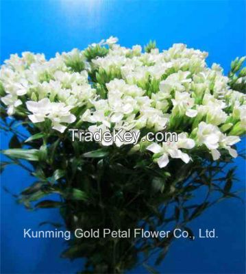 Superior Quality Wholsales Fresh Cut Flowers White Sweet William For Decoration