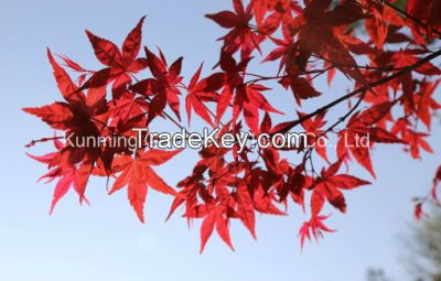 Natural Decorative Beautiful Plants Fresh Cut Leaves Maple