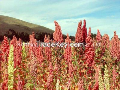 Natural Fresh Cut Flowers Yunnan Chenopodium