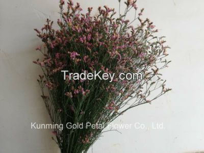Salable High Quality Fresh Cut Flower Limonium for Wholesale and Decoration