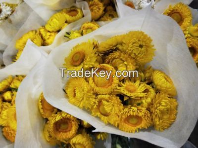 Wholsales Superior Quality Fresh Cut Flower Small Chrysanthemum