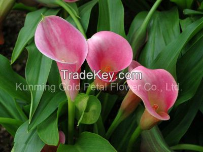 Natural Best Price Fresh Cut Flower Calla Lily