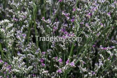 Romantic Natural Fresh Cut Flowers Purple Limonium