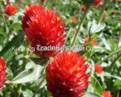 Best Price And Quality Flowers Fresh Cut Flower Red Gomphrean